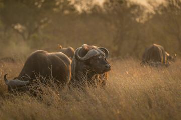 African Buffalo grazing in long grass at sunset