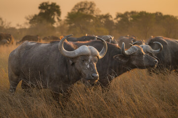 A herd  of African Buffalo grazing in long grass at sunset