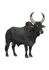 black bull isolated on white