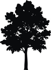 Obraz premium Tall Tree Silhouette Vector, Black Tree Outline with Dense Foliage for Nature and Graphic Design