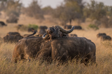 Obraz premium African Buffalo grazing in long grass at sunset Kruger Park 