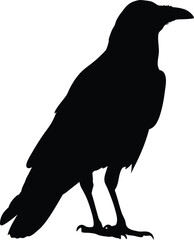 Standing Crow Silhouette, Black Raven Bird Vector Illustration for Halloween or Nature Themes