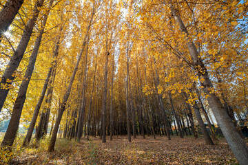 A golden poplar forest in autumn