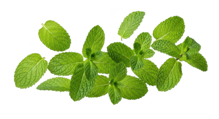 Fresh Green Mint Leaves Isolated On Black Background