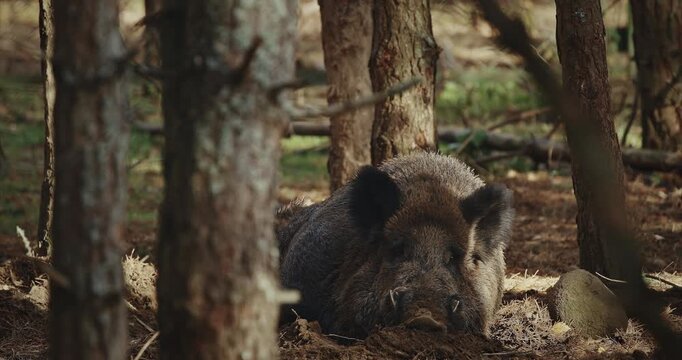 Wild Boar Sus Scrofa, Also Known As The Wild Swine, Eurasian Wild Pig lying In Autumn Forest. Wild Boar Is A Native To Much Of Eurasia. Boar resting in autumn forest