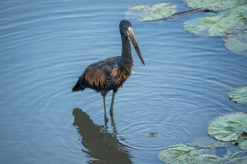 Open billed stork wading among th lillies