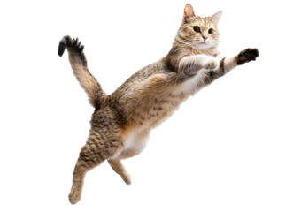 A cat jump shorthair cat isolated on transparent or white background