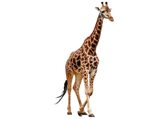 Fototapeta premium Giraffes isolated on a transparent or white background