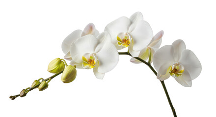 White Phalaenopsis Orchid Flowers And Buds On Black Background