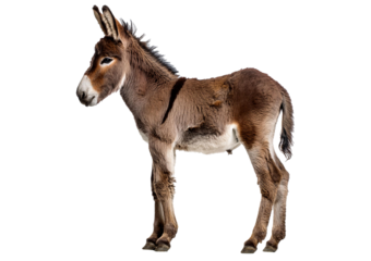 Side view of donkey foal, 2 months old, standing against isolated on a transparent or white background