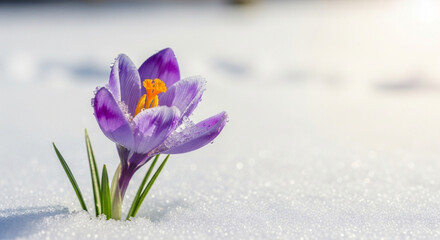 Delicate purple crocus emerges from melting snow, signaling the first signs of spring's arrival