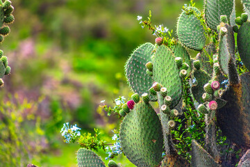 Nopales with green and red tunas and a blurred background, in Monte Escobedo, Zacatecas 