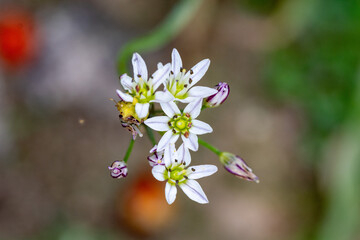Alho-silvestre, também conhecido como alho-bravo. Flor