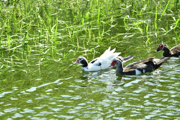 PATOS EN UNA CHARCA EN EL NORTE DE LA ISLA DE TENERIFE