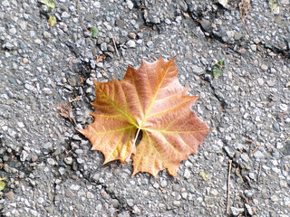 Colorful maple leaf on the ground