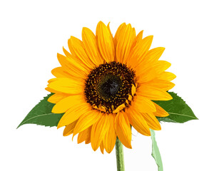 Obraz premium Vibrant Single Sunflower Isolated on White Background with Green Stem and Leaves