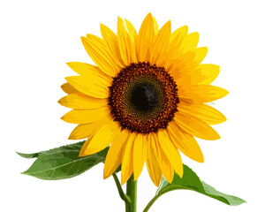 Fototapeta premium Vibrant Single Sunflower Isolated on White Background with Green Stem and Leaves