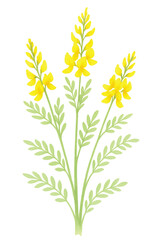 Yellow Sesbania Flower Bush Watercolor