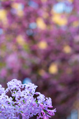 Fototapeta premium Close-up of pink lilac blossoms with more flowers in the background on a sunny day