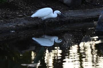 GARCETA COM&Uacute;N