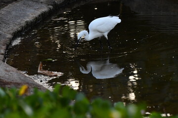 GARCETA COM&Uacute;N