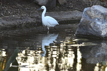 GARCETA COM&Uacute;N