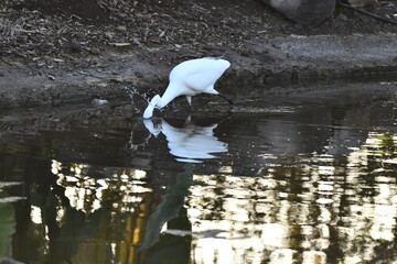 GARCETA COM&Uacute;N