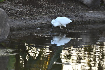 GARCETA COM&Uacute;N