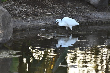 GARCETA COM&Uacute;N