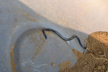 Indotyphlops braminus snake. Its common name brahminy blind snake and blind worm snake. It is a non venomous blind snake species, found mostly in Africa and Asia. Its fossorial or  burrowing reptile.
