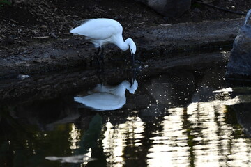 GARCETA COM&Uacute;N