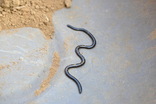 Indotyphlops braminus snake. Its common name brahminy blind snake&nbsp;and blind worm snake. It is a non venomous&nbsp;blind snake&nbsp;species, found mostly in Africa and Asia. Its fossorial or  burrowing reptile.
