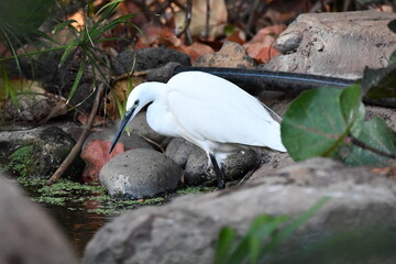 GARCETA COM&Uacute;N