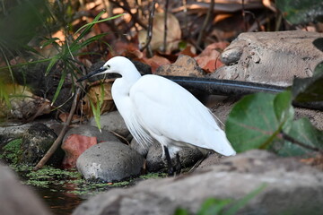 GARCETA COM&Uacute;N