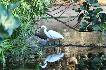 GARCETA COM&Uacute;N