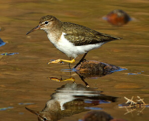 Sandpiper