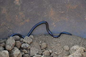 Indotyphlops braminus snake. Its common name brahminy blind snake and blind worm snake. It is a...