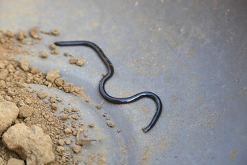 Indotyphlops braminus snake. Its common name brahminy blind snake and blind worm snake. It is a non venomous blind snake species, found mostly in Africa and Asia. Its fossorial or  burrowing reptile.
