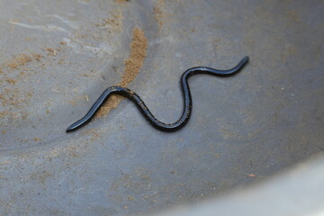 Indotyphlops braminus snake. Its common name brahminy blind snake and blind worm snake. It is a non venomous blind snake species, found mostly in Africa and Asia. Its fossorial or  burrowing reptile.
