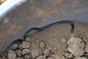 Indotyphlops braminus snake. Its common name brahminy blind snake and blind worm snake. It is a non venomous blind snake species, found mostly in Africa and Asia. Its fossorial or  burrowing reptile.
