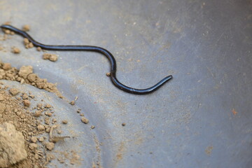 Indotyphlops braminus snake. Its common name brahminy blind snake and blind worm snake. It is a non venomous blind snake species, found mostly in Africa and Asia. Its fossorial or  burrowing reptile.
