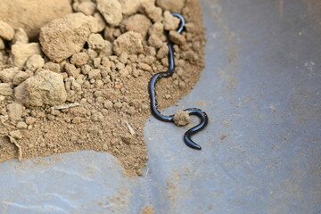 Indotyphlops braminus snake. Its common name brahminy blind snake and blind worm snake. It is a non venomous blind snake species, found mostly in Africa and Asia. Its fossorial or  burrowing reptile.
