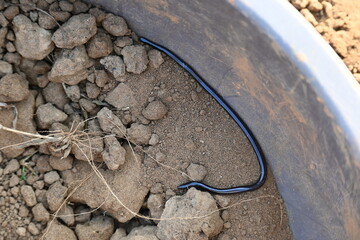 Indotyphlops braminus snake. Its common name brahminy blind snake and blind worm snake. It is a non venomous blind snake species, found mostly in Africa and Asia. Its fossorial or  burrowing reptile.
