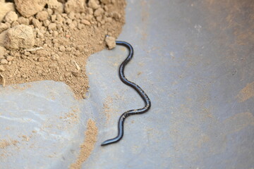 Indotyphlops braminus snake. Its common name brahminy blind snake and blind worm snake. It is a non venomous blind snake species, found mostly in Africa and Asia. Its fossorial or  burrowing reptile.

