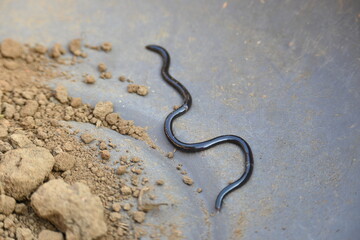 Indotyphlops braminus snake. Its common name brahminy blind snake and blind worm snake. It is a non venomous blind snake species, found mostly in Africa and Asia. Its fossorial or  burrowing reptile.
