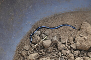 Indotyphlops braminus snake. Its common name brahminy blind snake and blind worm snake. It is a non venomous blind snake species, found mostly in Africa and Asia. Its fossorial or  burrowing reptile.
