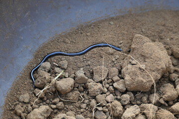 Indotyphlops braminus snake. Its common name brahminy blind snake and blind worm snake. It is a non venomous blind snake species, found mostly in Africa and Asia. Its fossorial or  burrowing reptile.
