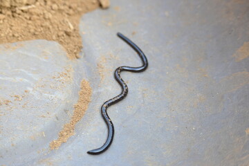Indotyphlops braminus snake. Its common name brahminy blind snake and blind worm snake. It is a non venomous blind snake species, found mostly in Africa and Asia. Its fossorial or  burrowing reptile.
