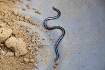 Indotyphlops braminus snake. Its common name brahminy blind snake and blind worm snake. It is a non venomous blind snake species, found mostly in Africa and Asia. Its fossorial or  burrowing reptile.
