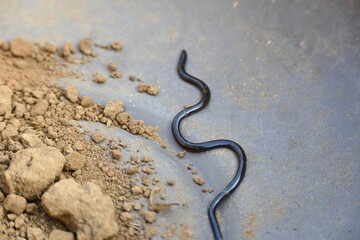 Indotyphlops braminus snake. Its common name brahminy blind snake and blind worm snake. It is a non venomous blind snake species, found mostly in Africa and Asia. Its fossorial or  burrowing reptile.
